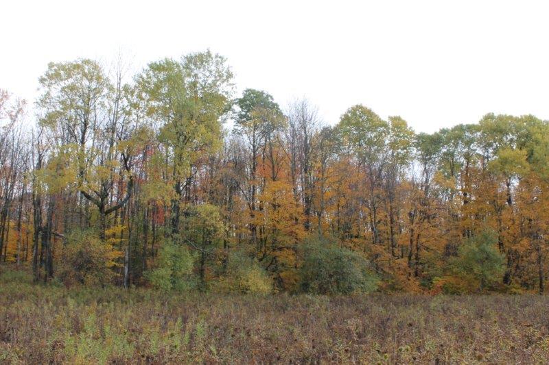 Buildable acreage in Tug Hill NY LandQuest NY LandQuest