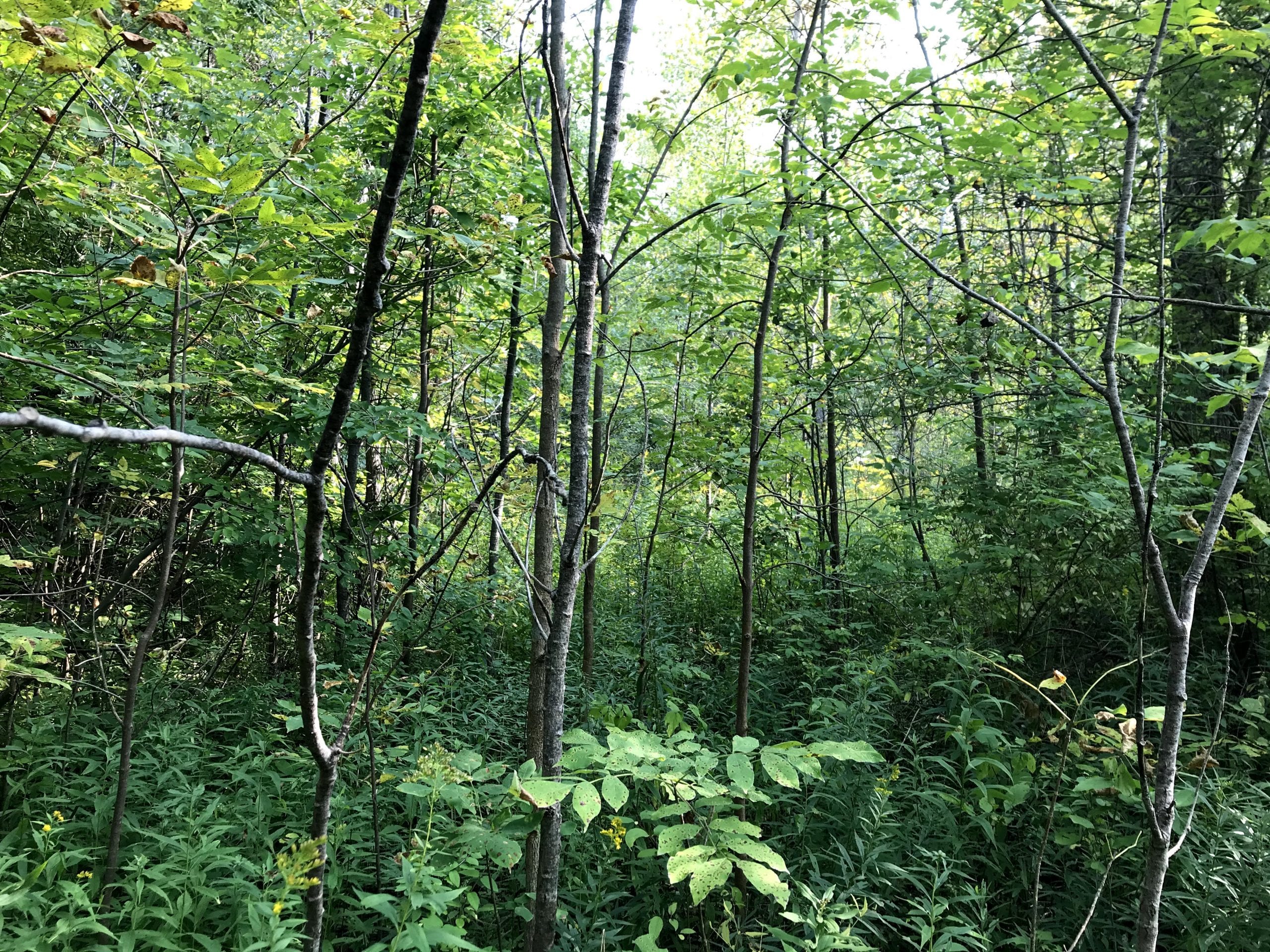 New York Land Quest 5 acre Building Lot with Public Water in Lenox NY Stephens Road near