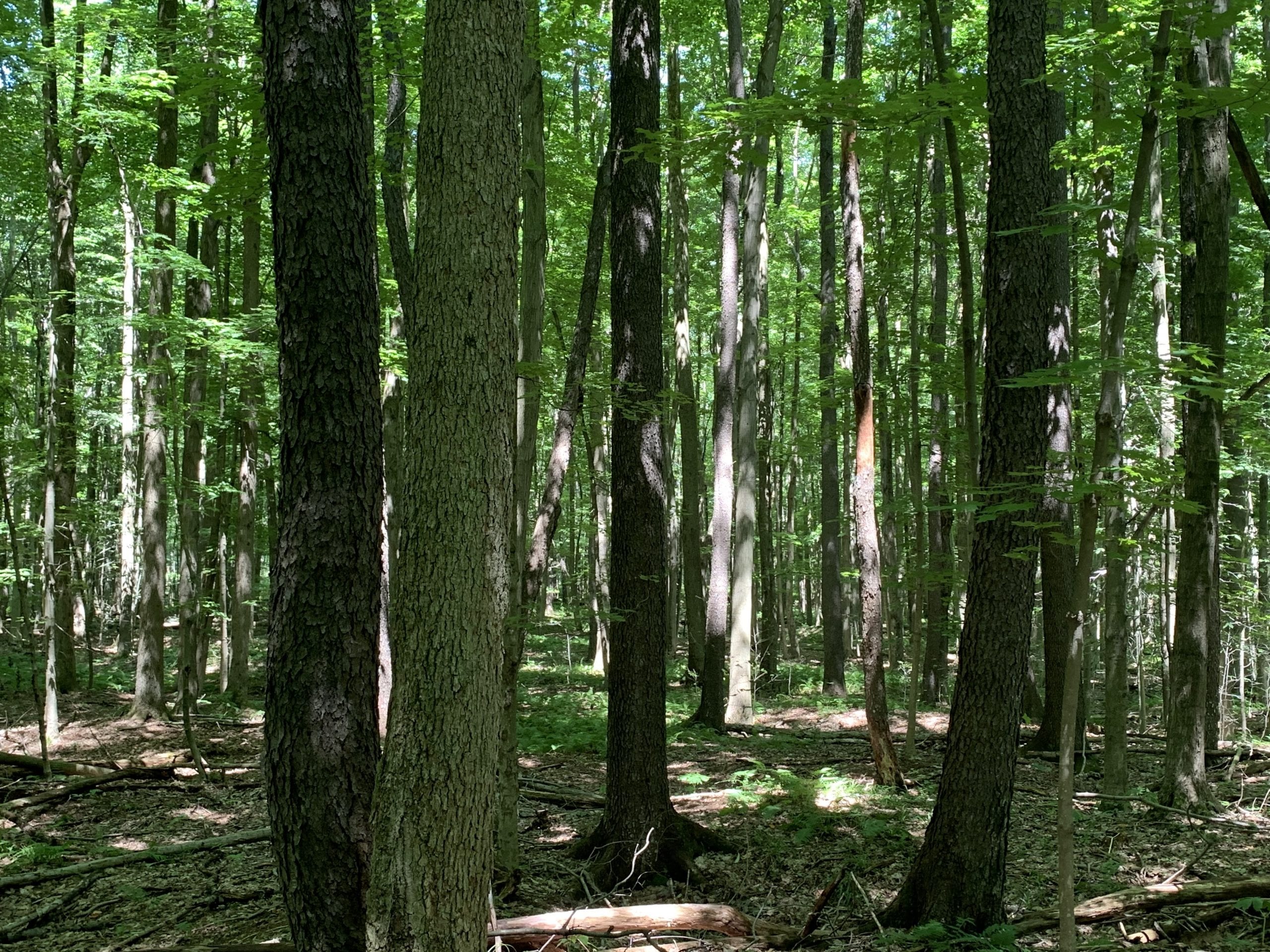 New York Land Quest 38 acres Timberland and Hunting Land in Clymer NY Ravlin Hill Road