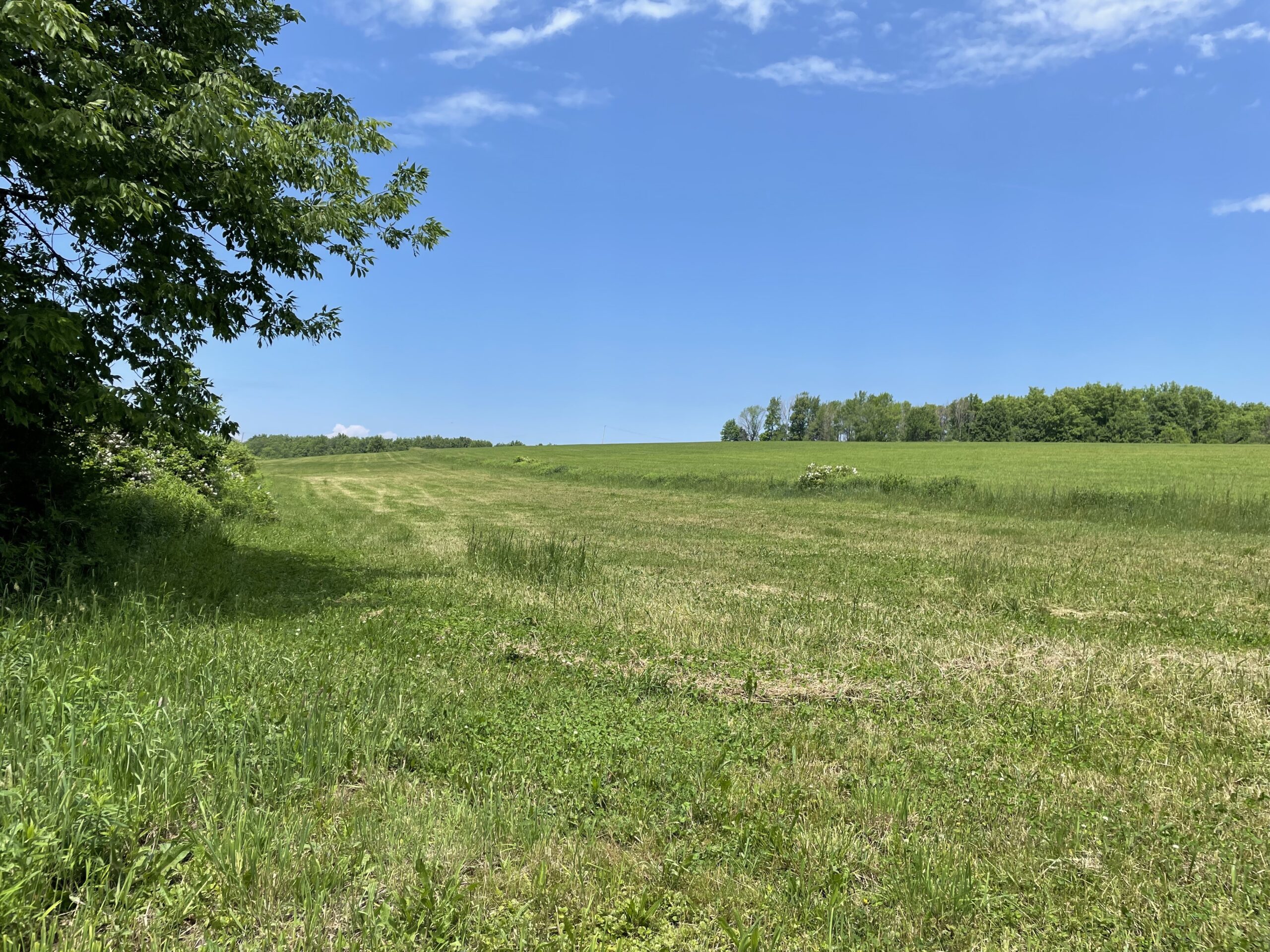 New York Land Quest 31 acres Farmland and Hunting Land with Mature