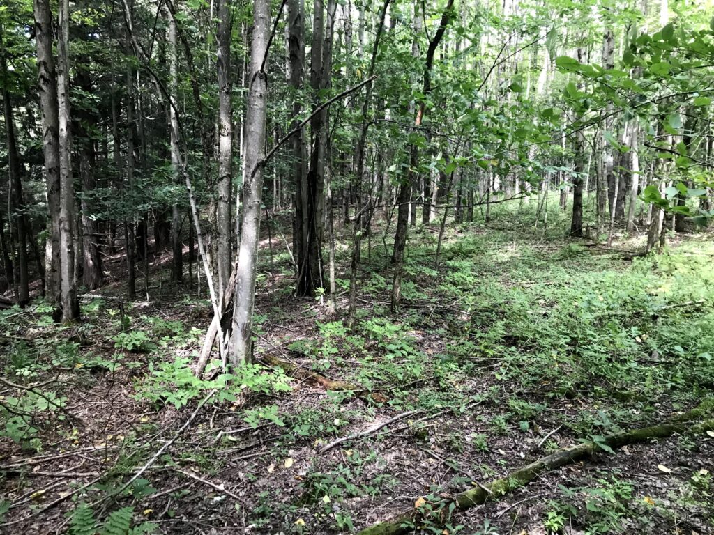 107 Acres Hunting Land And Recreational Land In Lee Center Ny Podunk Spur Road Near Rome Ny Landquest Ny Landquest