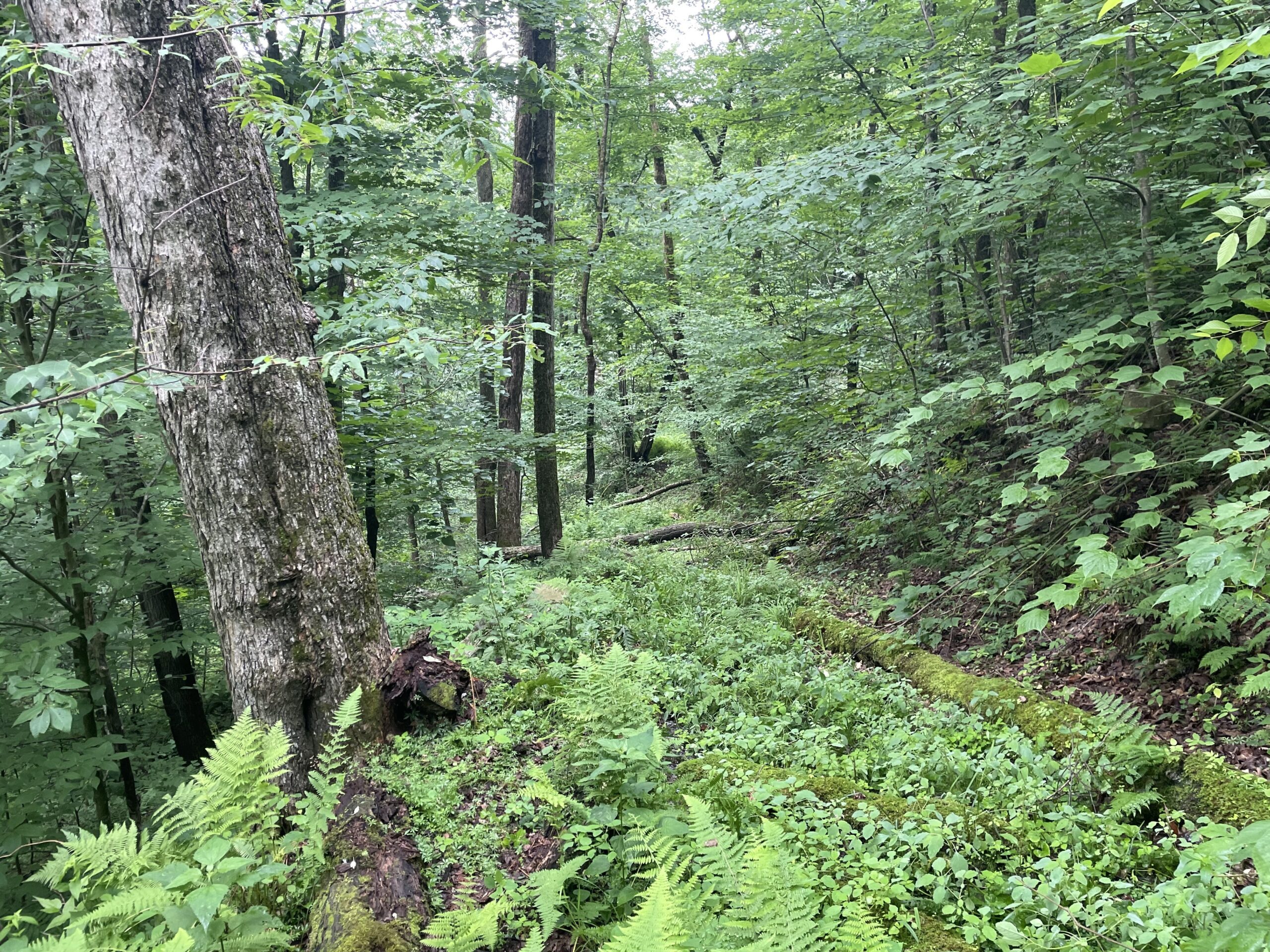 New York Land Quest 21 acres Hunting Land and Recreational Land