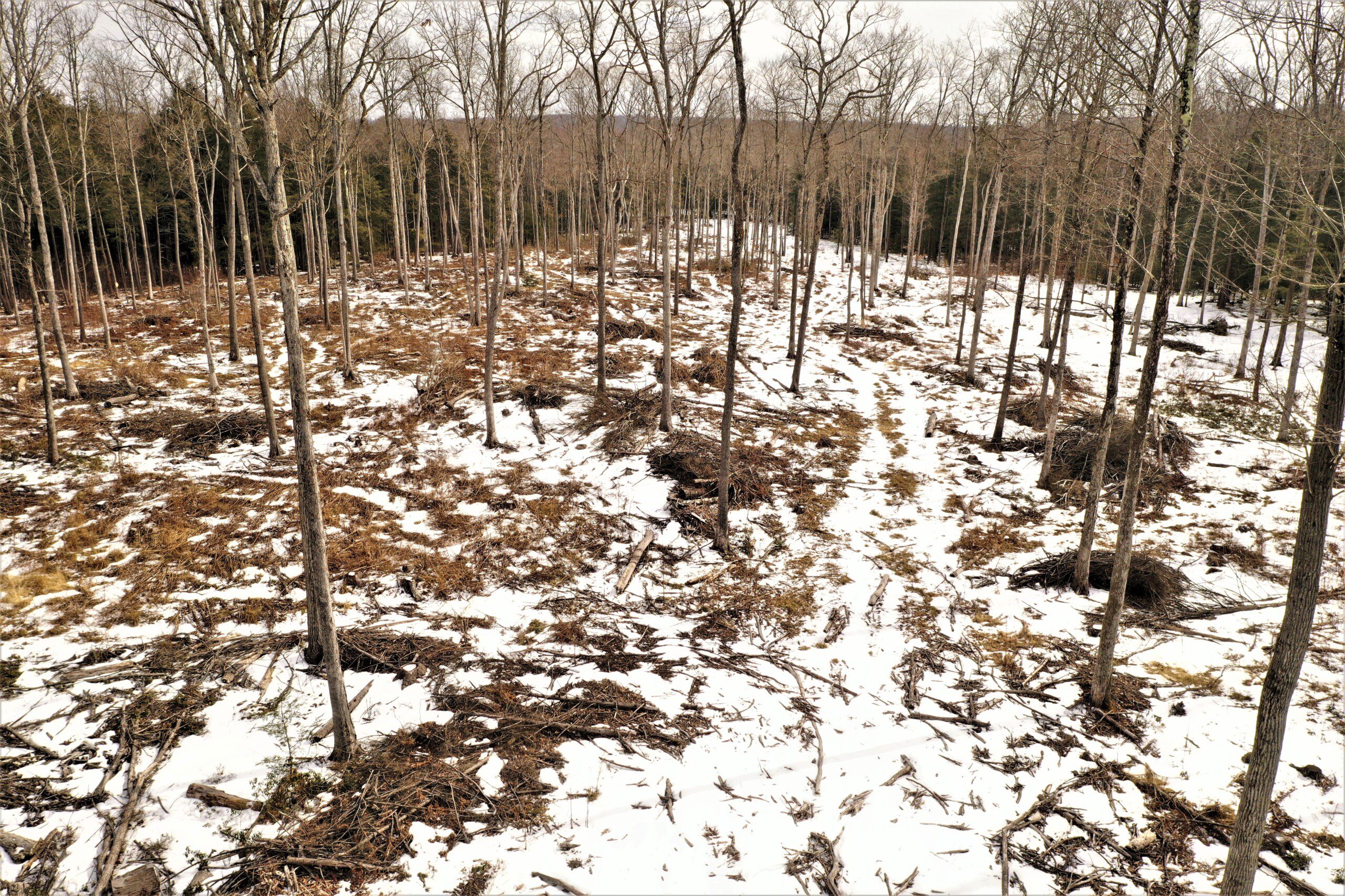 New York Land Quest 8 acres Bordering Erwin Mountain State Forest in