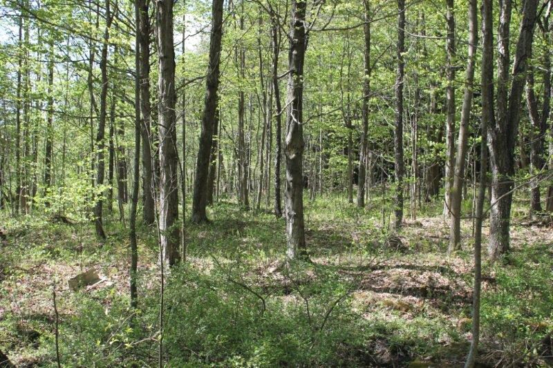 8.8 Acres for Sale in Fulton County New York NY LandQuest NY LandQuest