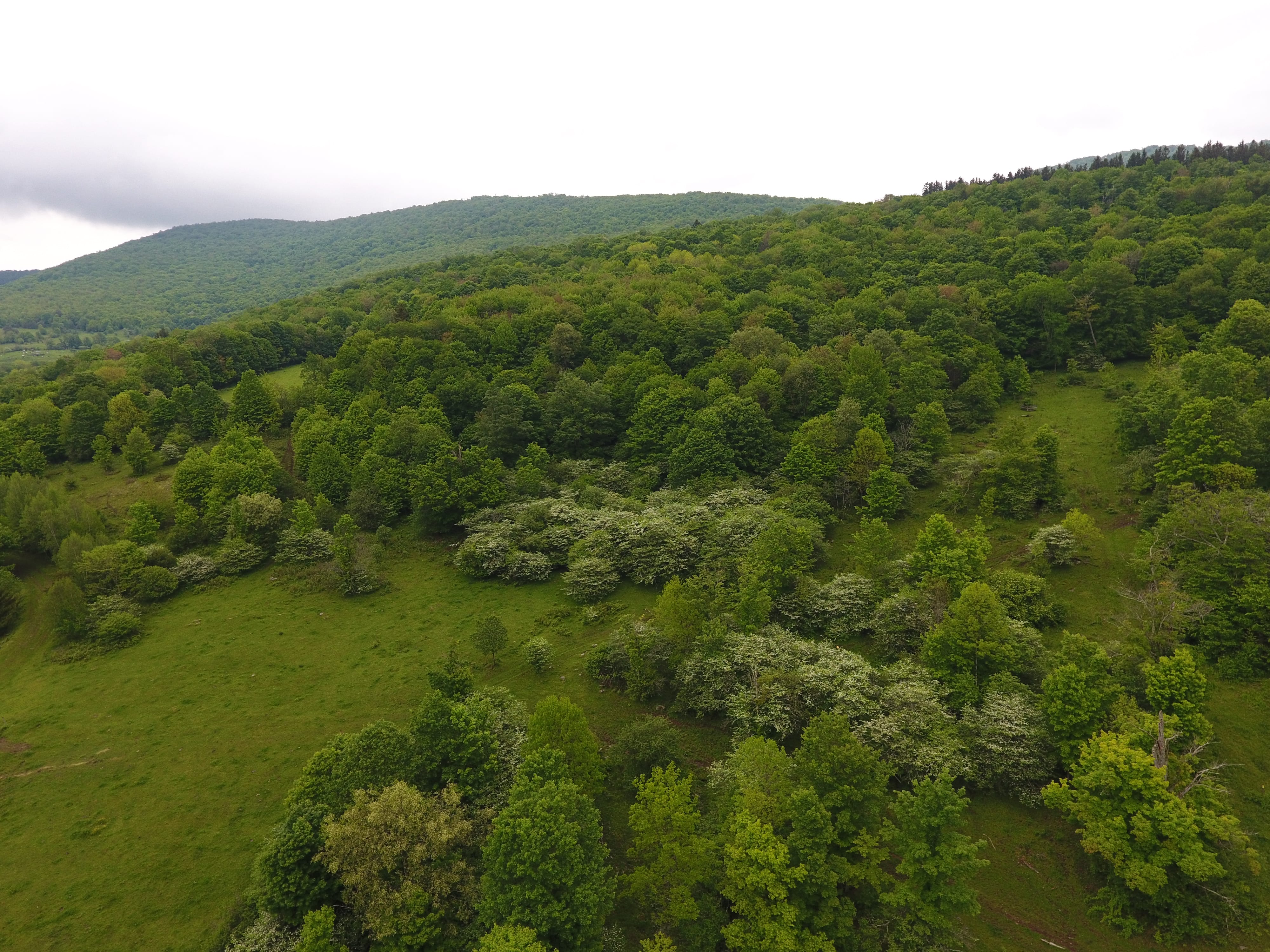 175 Acres Former Dairy Farm in Bovina NY 834 Crescent Valley Road NY