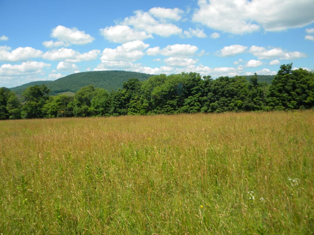 175 Acres Former Dairy Farm in Bovina NY 834 Crescent Valley Road NY