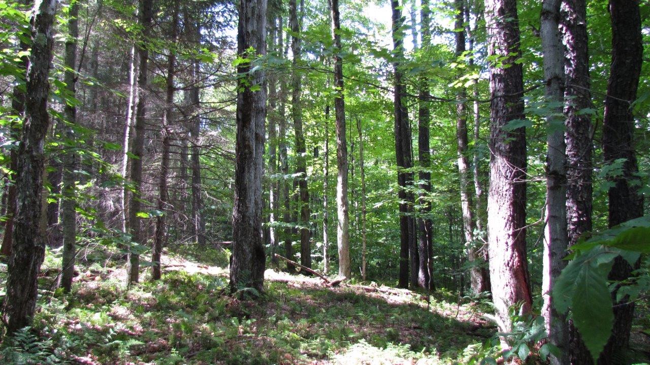 Land Bordering State Forest in Pharsalia NY Chenango County 20 Acres